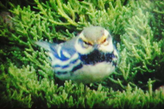 Mystery Warbler video pic